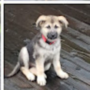 Meet your Posher, Sheila